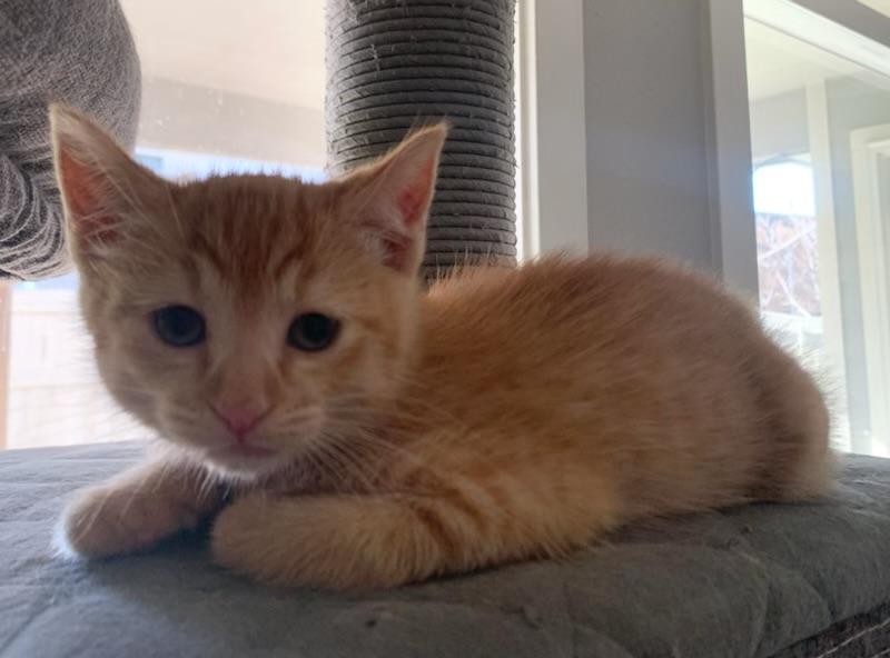 Enlarge Dusty (Girl), a ADOPTABLE Tabby in Pasco, WA image 3/5