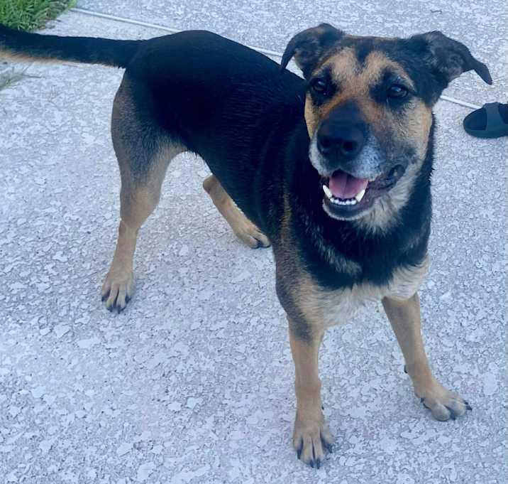 Sophie, a Adoptable Shepherd in Inez, TX image 1/4