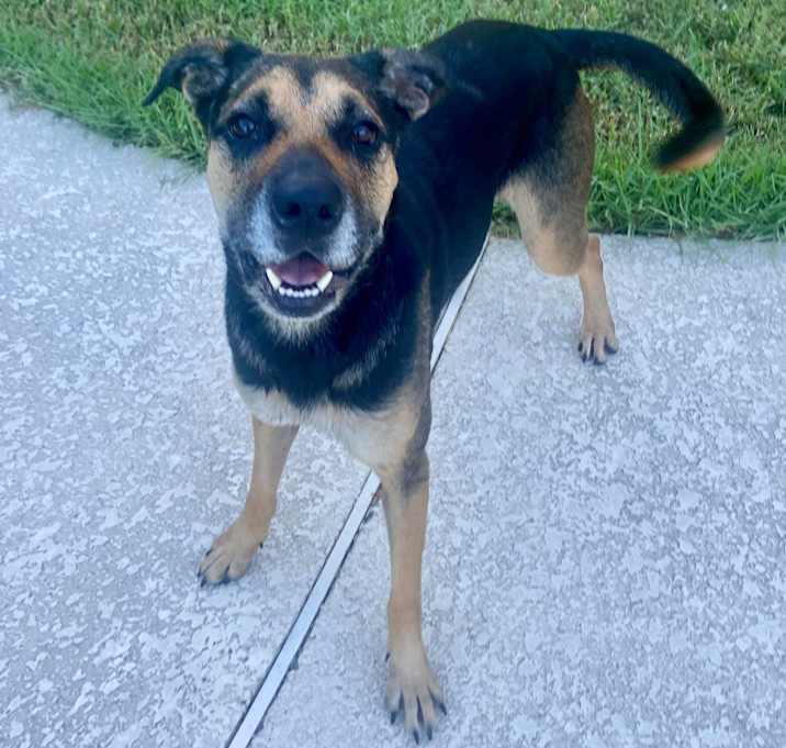 Sophie, a Adoptable Shepherd in Inez, TX image 2/4