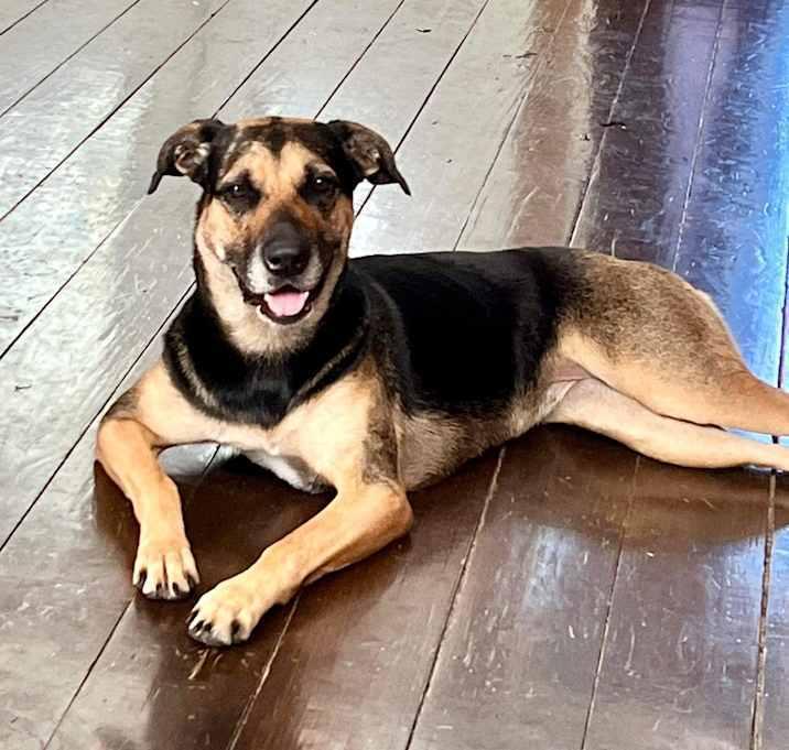 Sophie, a Adoptable Shepherd in Inez, TX image 4/4