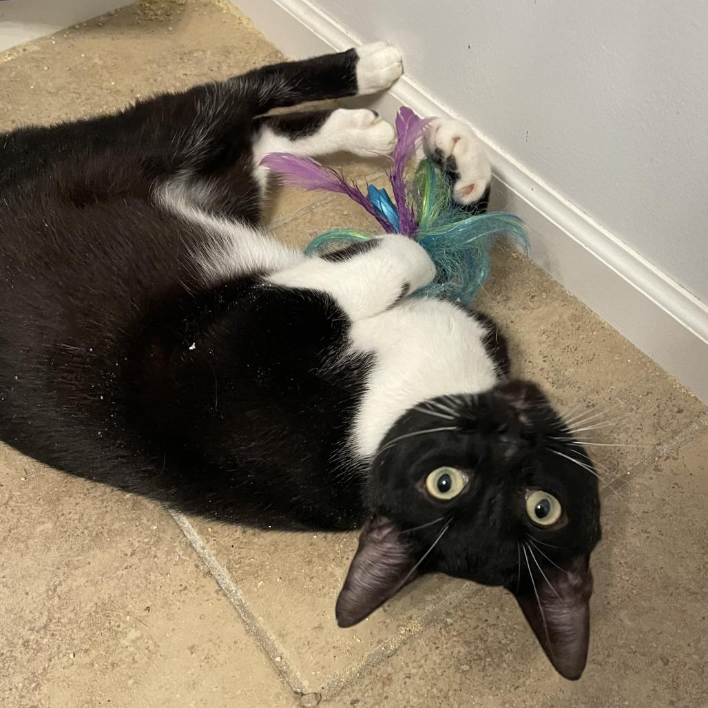 Gimli, Adoptable, Young Male Domestic Short Hair.