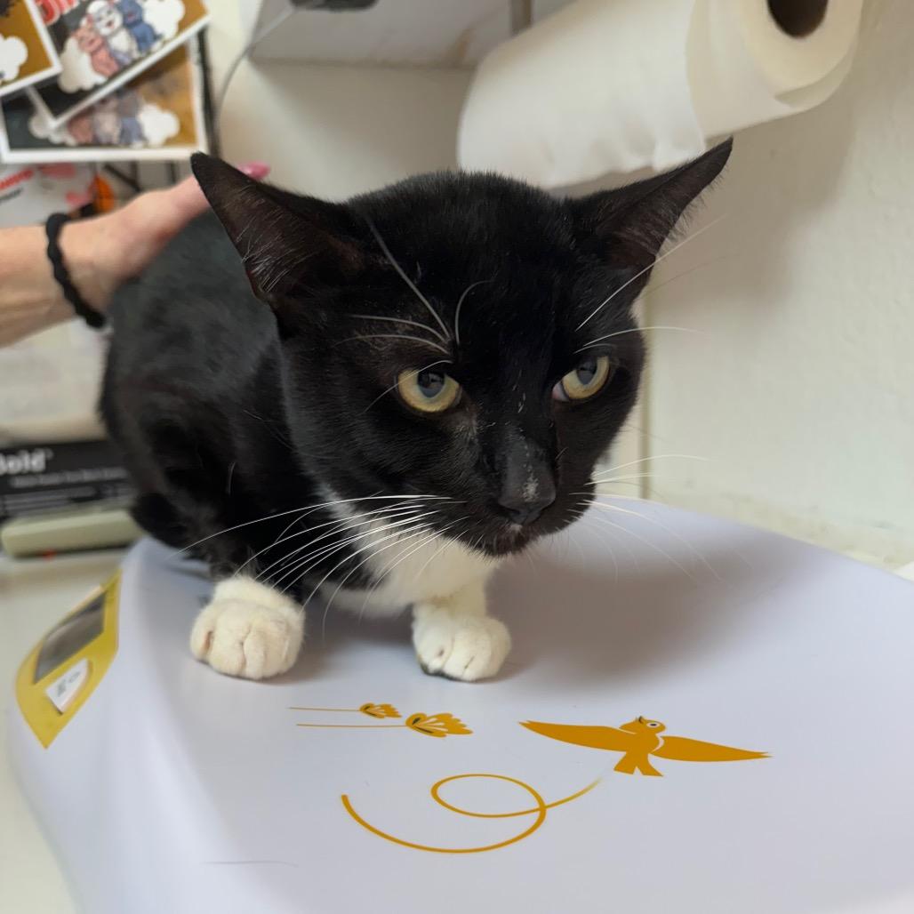 Gimli, Adoptable, Young Male Domestic Short Hair.