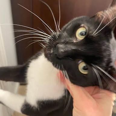 Enlarge Gimli, a Adoptable Domestic Short Hair in Allyn, WA image 2/3