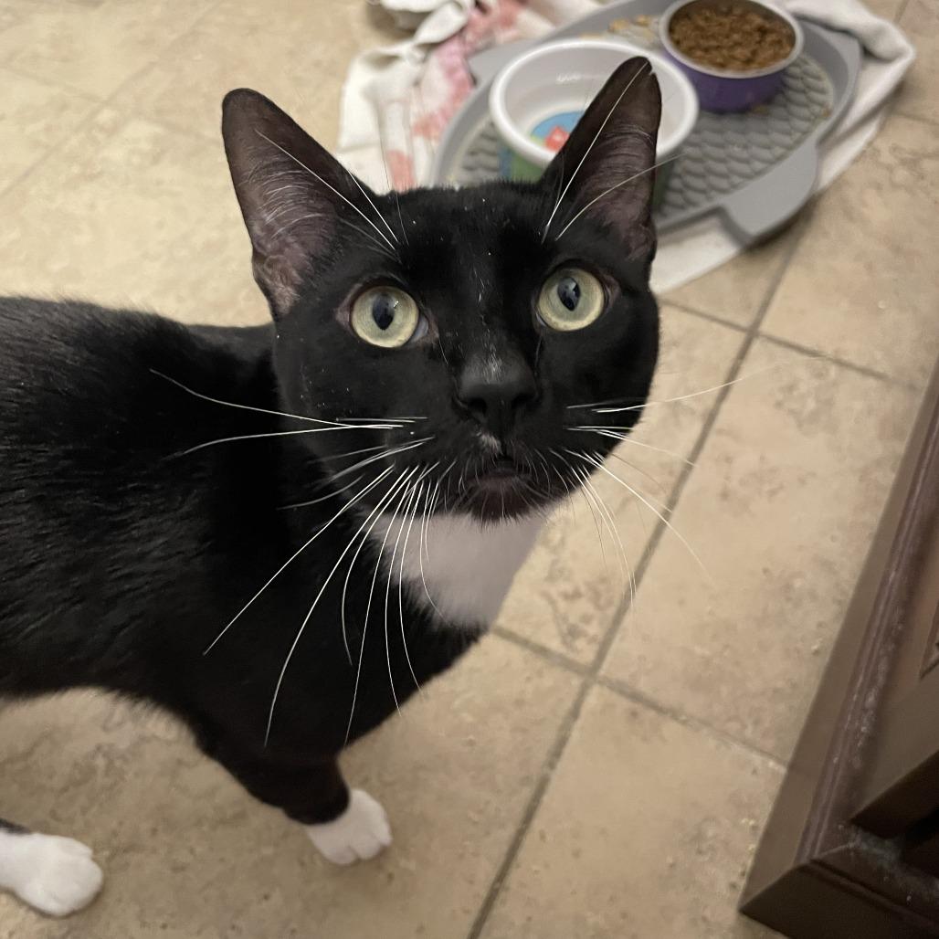 Gimli, a Adoptable Domestic Short Hair in Allyn, WA image 3/6