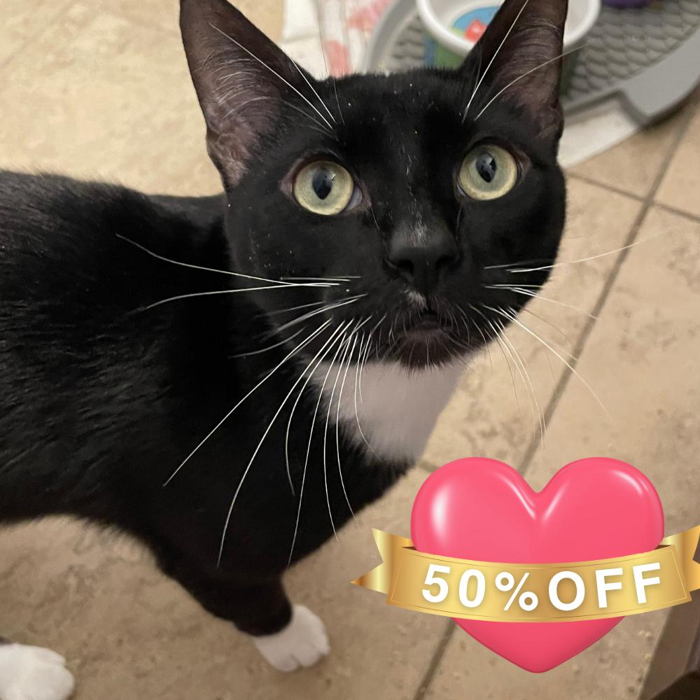 Gimli, a Adoptable Domestic Short Hair in Allyn, WA image 4/6
