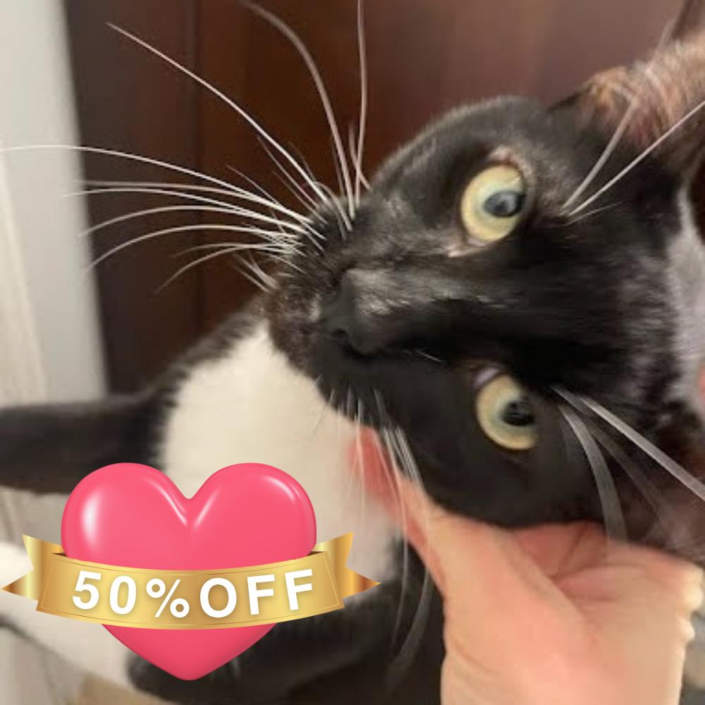 Enlarge Gimli, a Adoptable Domestic Short Hair in Allyn, WA image 3/3