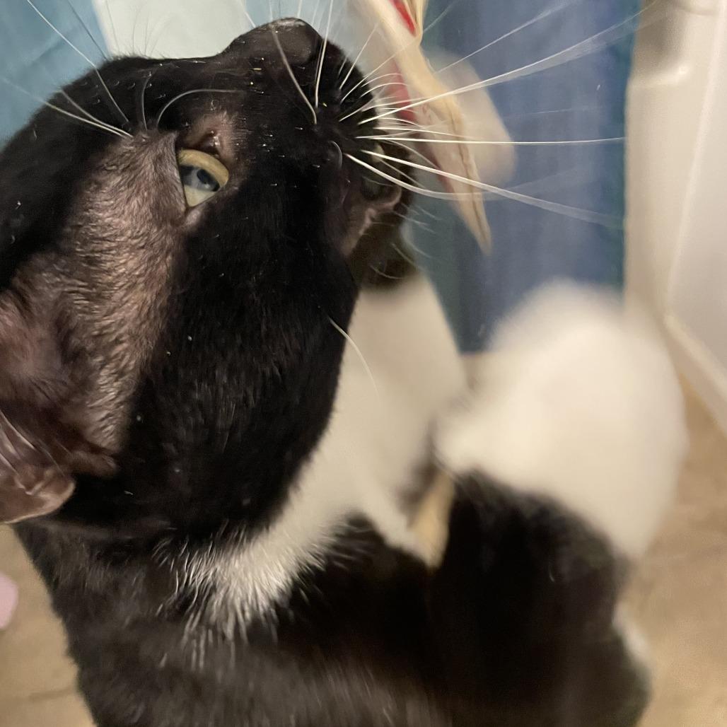 Gimli, a Adoptable Domestic Short Hair in Allyn, WA image 5/6