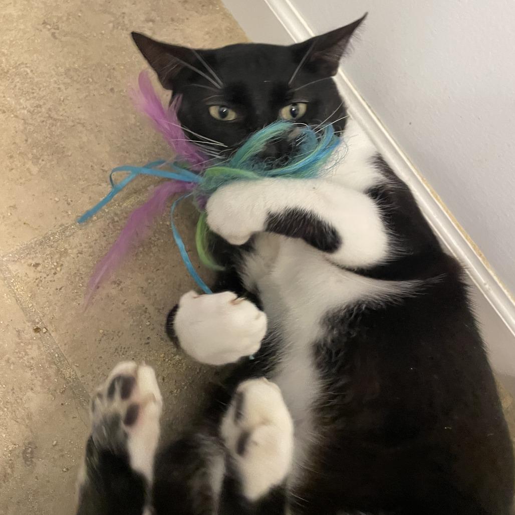 Gimli, a Adoptable Domestic Short Hair in Allyn, WA image 6/6