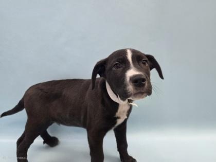 Dean, Adoptable, Puppy Male Pit Bull Terrier & Mixed Breed.