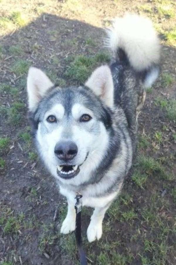 Enlarge Rennie, a Adoptable mixed breed in Salem, OR image 2/2