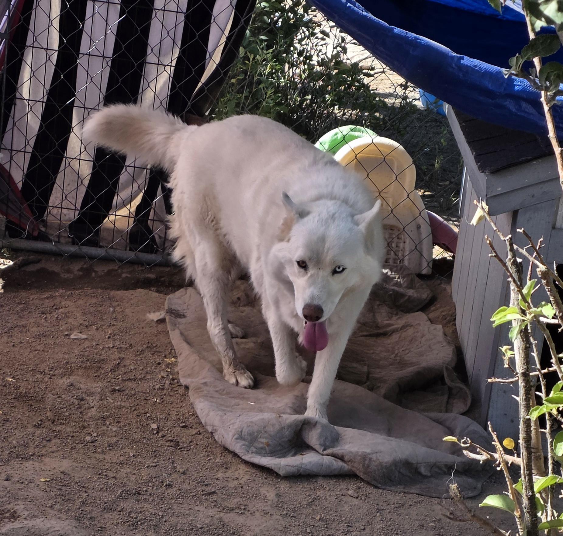 Aurora, Adoptable, Adult Female Husky.