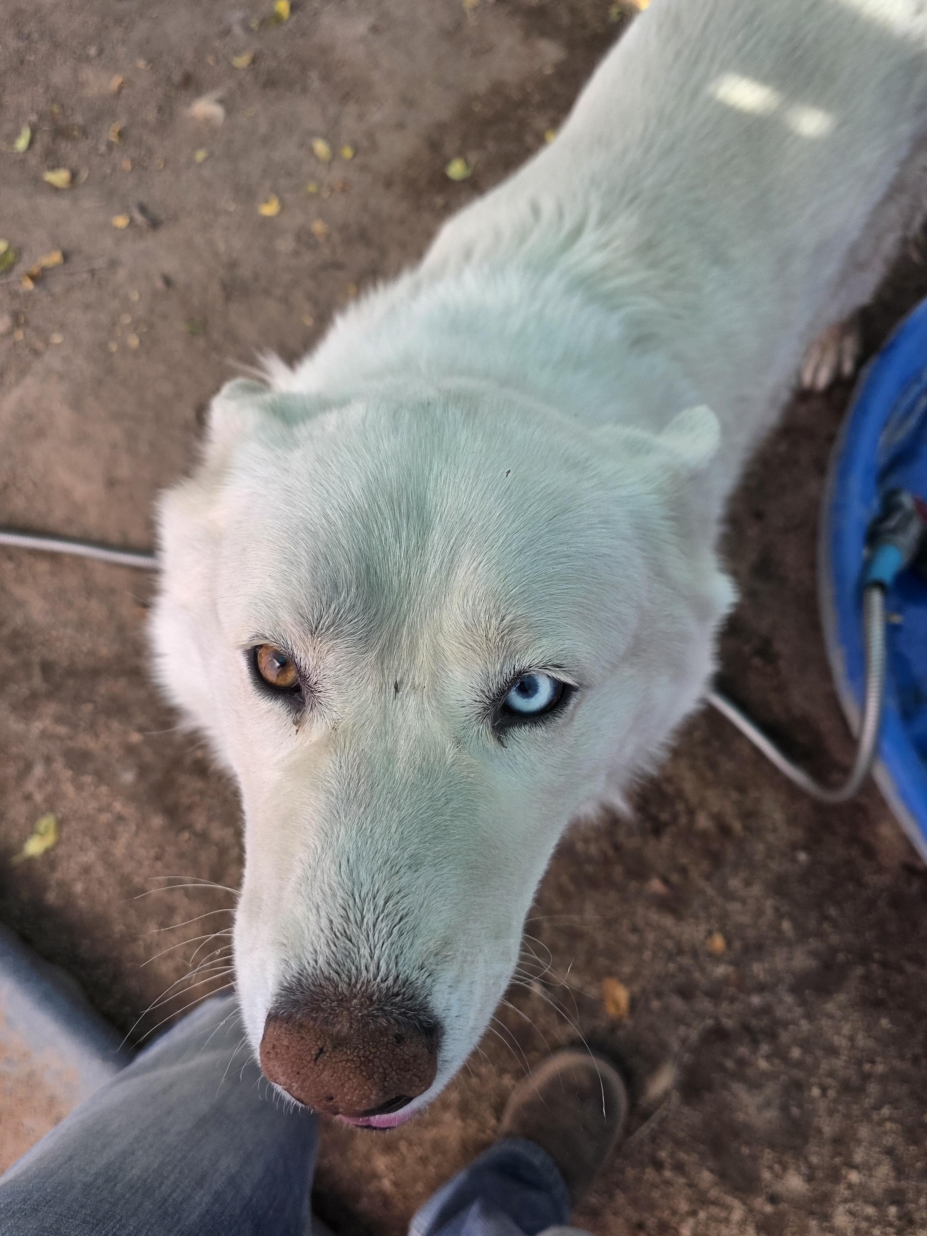 Enlarge Aurora, a Adoptable Husky in Sparks, NV image 2/2
