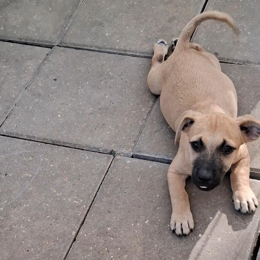 Chubbs, Adoptable, Puppy Male Mixed Breed.