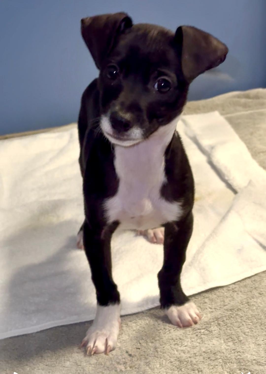 Enlarge Dean, an adopted Chihuahua in Winter Haven, FL image 1/2