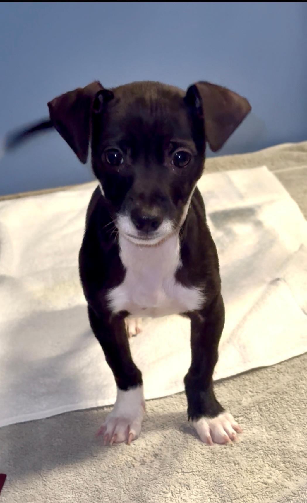 Enlarge Dean, an adopted Chihuahua in Winter Haven, FL image 2/2