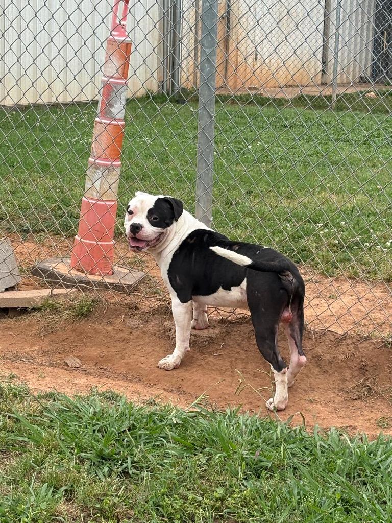 Garrett, a Adoptable Mixed Breed in Bossier City, LA image 1/6