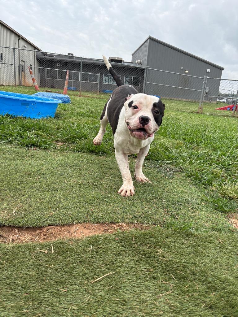 Garrett, a Adoptable Mixed Breed in Bossier City, LA image 2/6