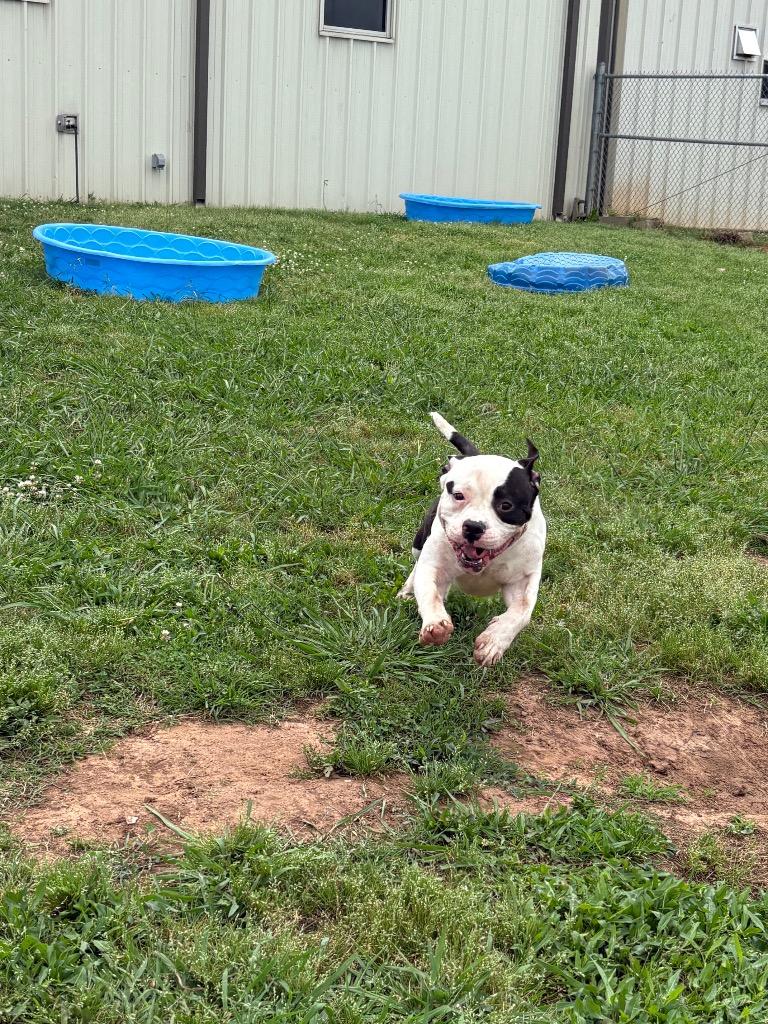 Garrett, a Adoptable Mixed Breed in Bossier City, LA image 3/6