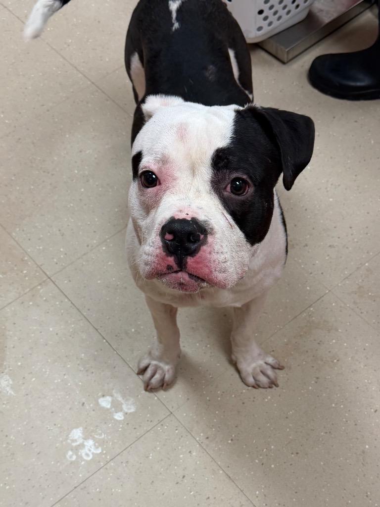 Garrett, a Adoptable Mixed Breed in Bossier City, LA image 5/6