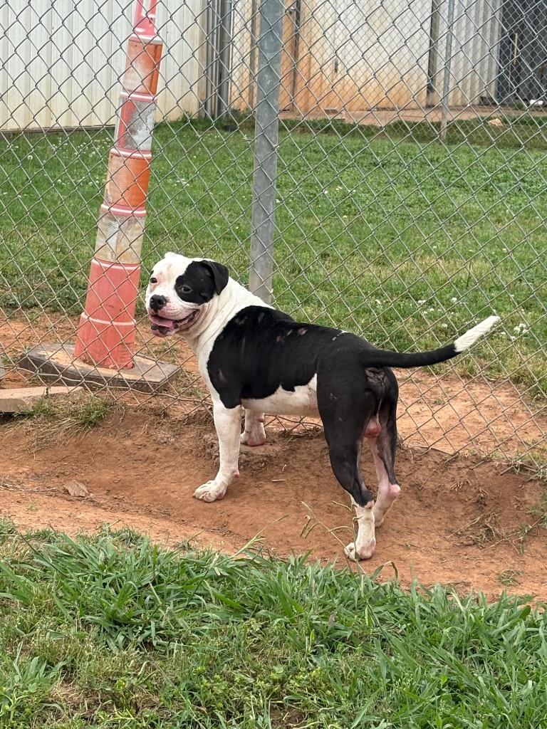 Garrett, a Adoptable Mixed Breed in Bossier City, LA image 6/6