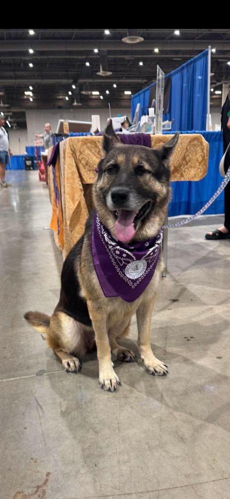 Enlarge Mila Marie, a Adoptable mixed breed in Sealy, TX image 4/6
