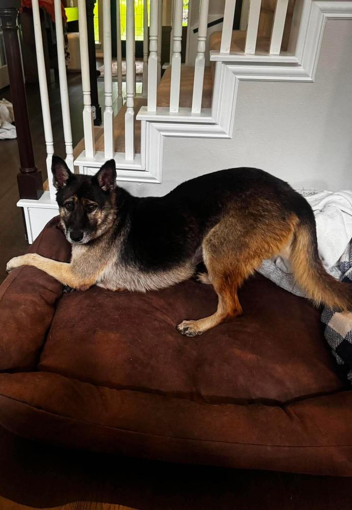 Enlarge Mila Marie, a Adoptable mixed breed in Sealy, TX image 5/6