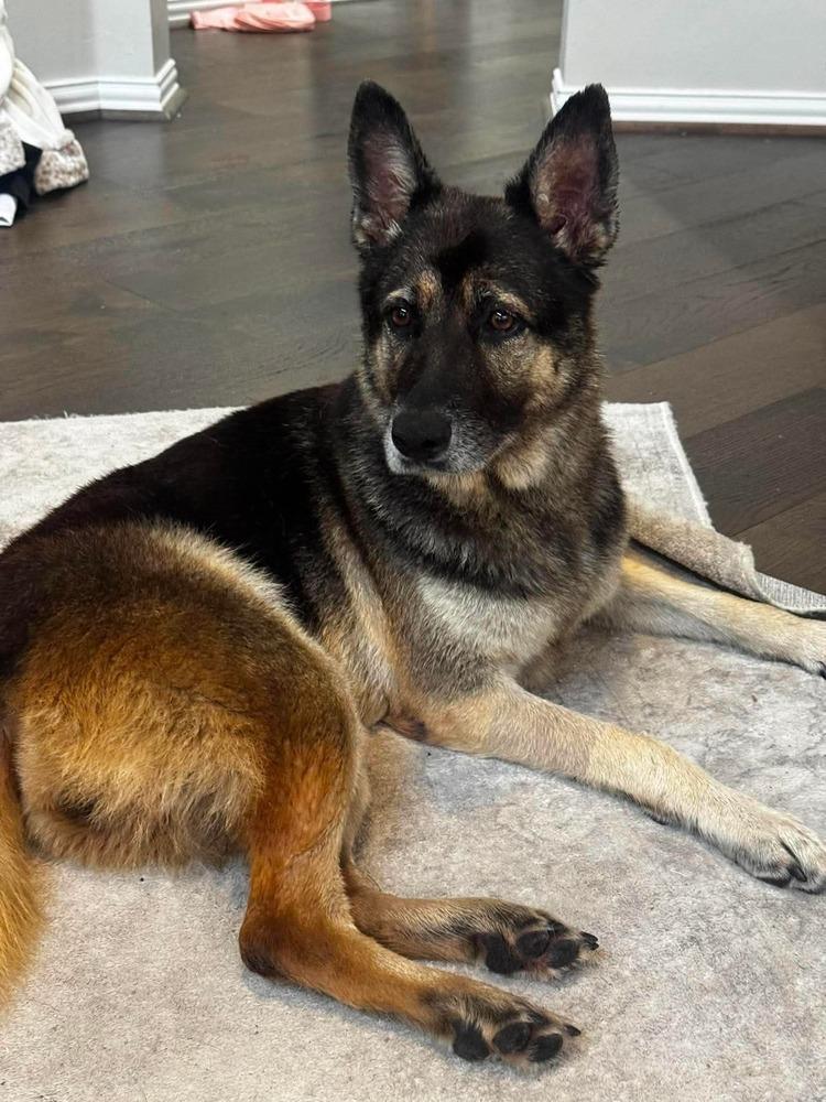 Enlarge Mila Marie, a Adoptable mixed breed in Sealy, TX image 6/6