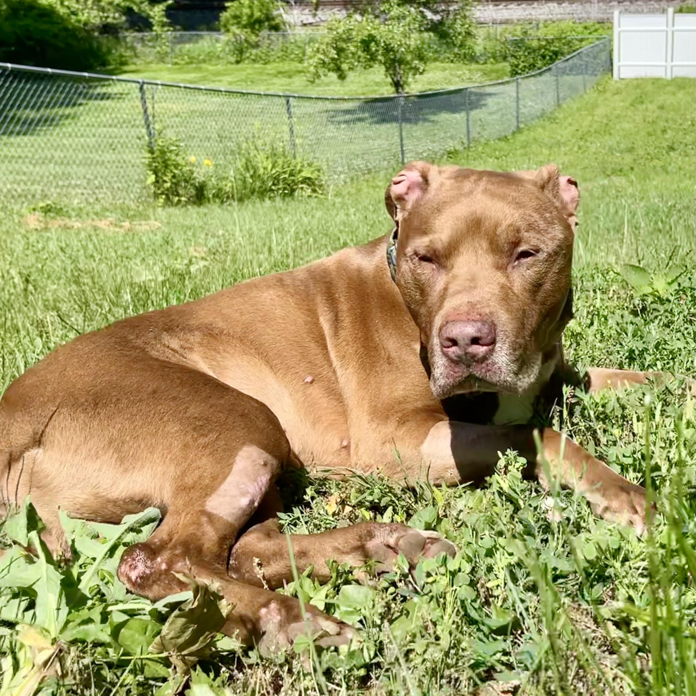 Point Break, a ADOPTABLE mixed breed in New York, NY image 5/6