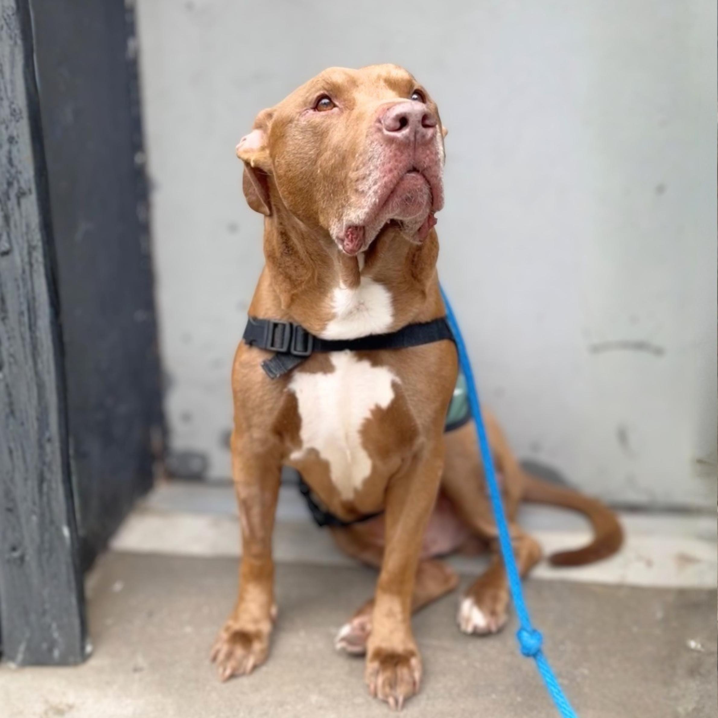 Point Break, a ADOPTABLE mixed breed in New York, NY image 2/6