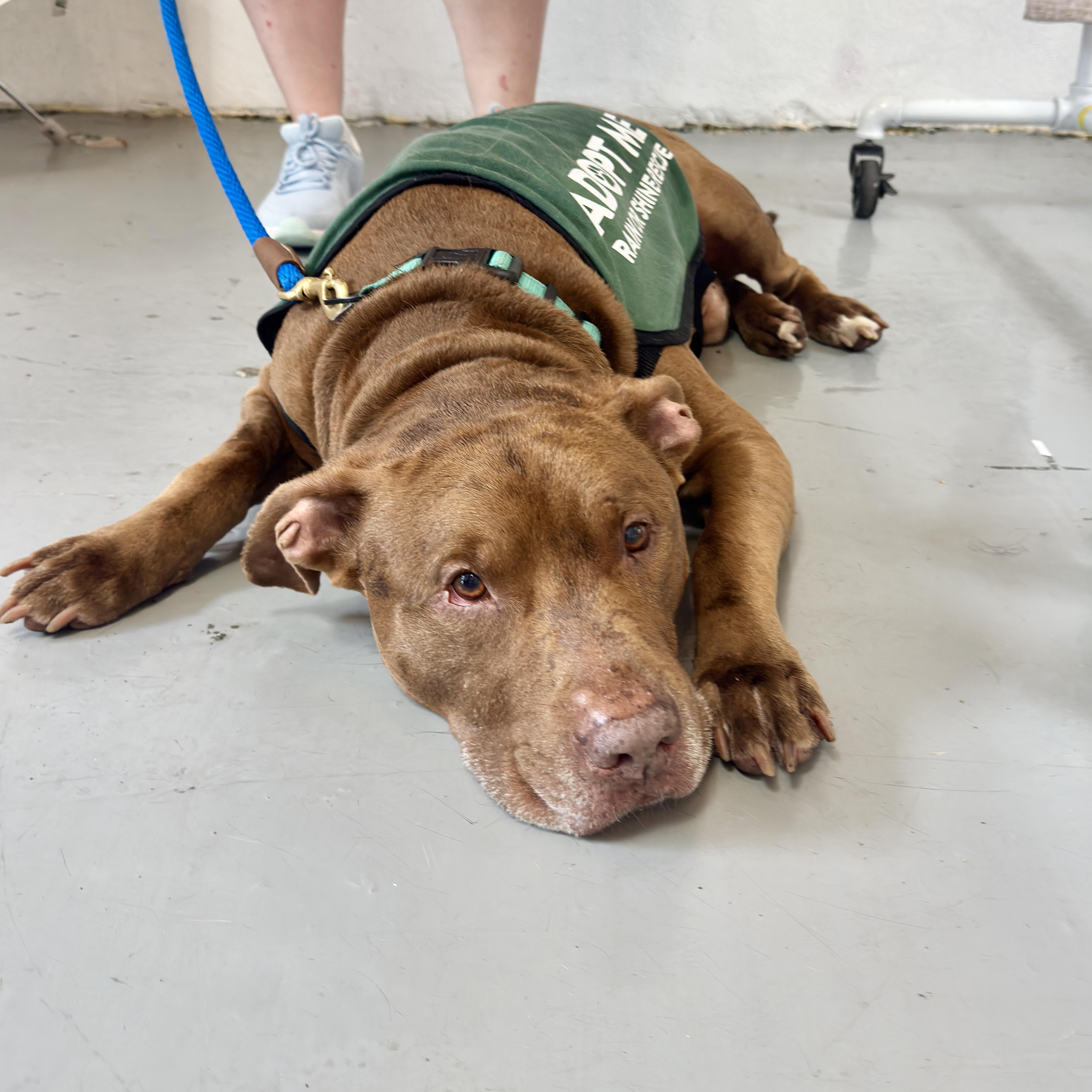 Point Break, a ADOPTABLE mixed breed in New York, NY image 1/6