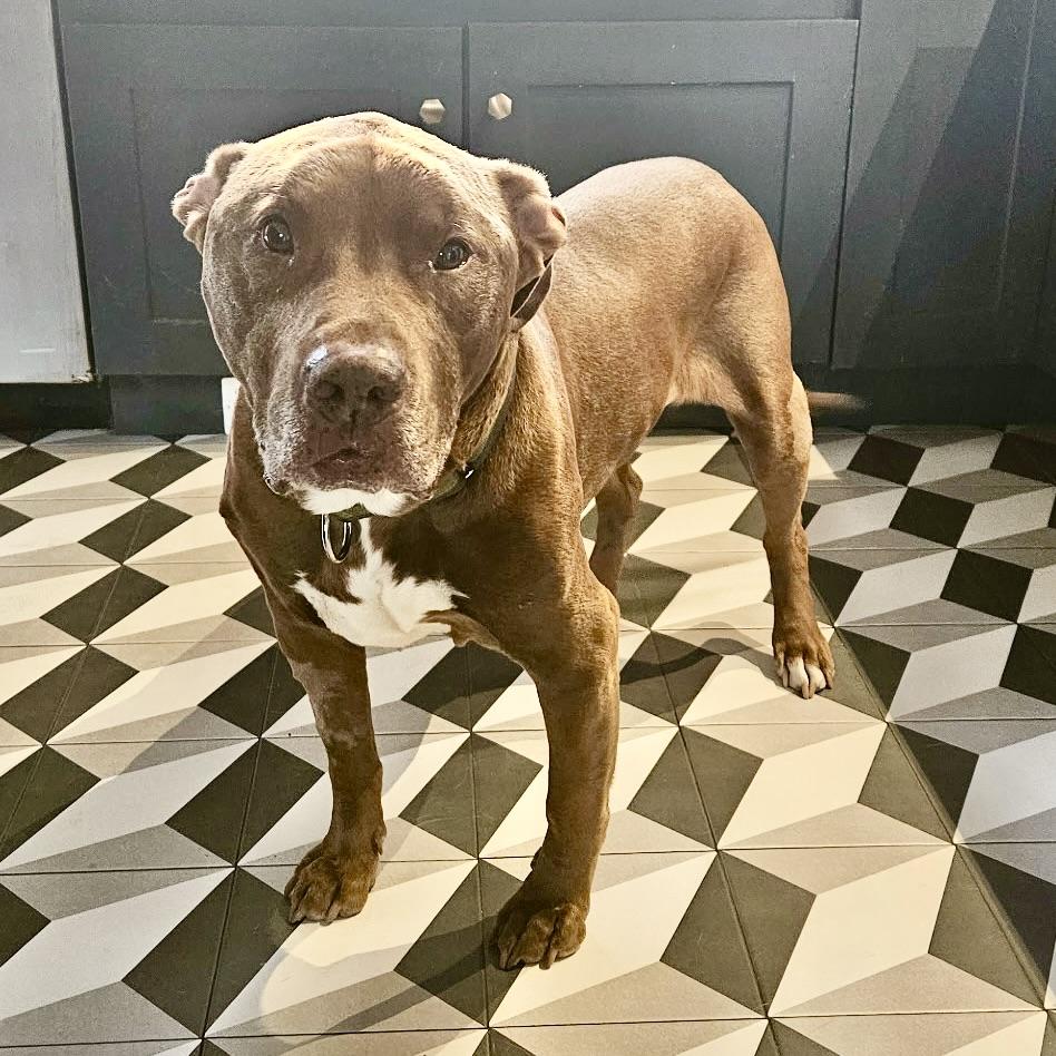 Point Break, a ADOPTABLE mixed breed in New York, NY image 3/6