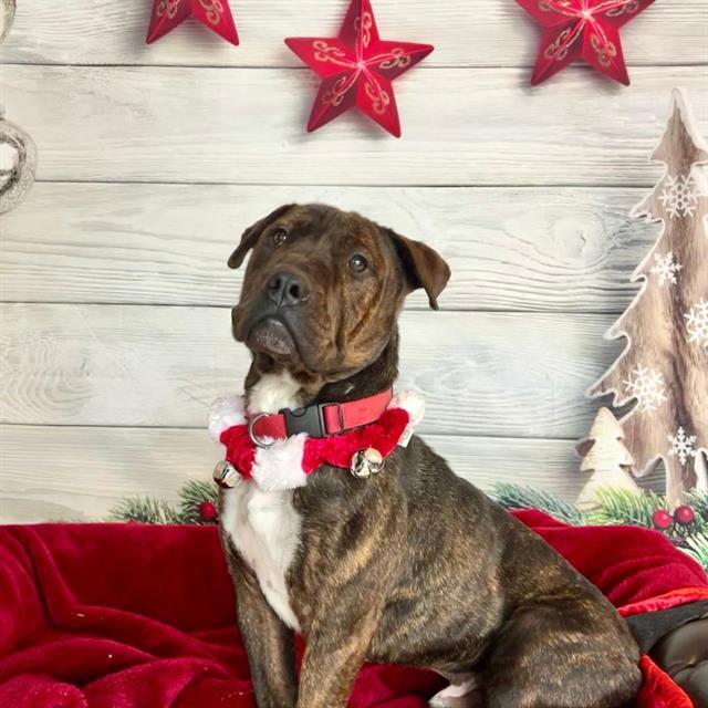 DELBERT MOSLEY, Adoptable, Adult Male Bull Terrier & Mixed Breed.