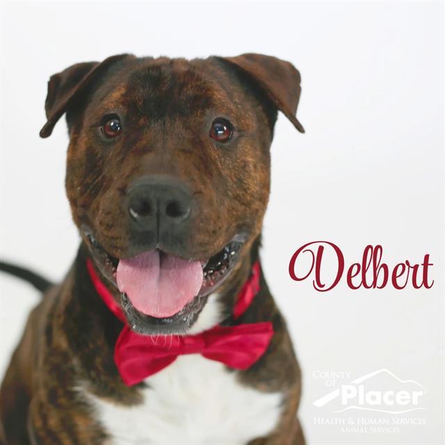 DELBERT MOSLEY, Adoptable, Adult Male Bull Terrier & Mixed Breed.