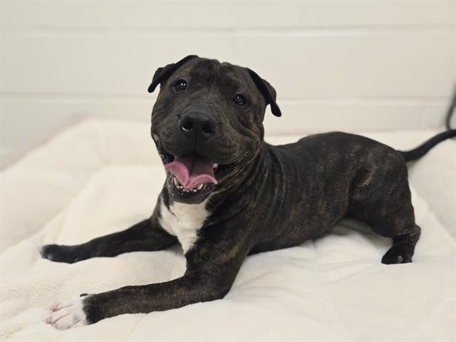 DELBERT MOSLEY, Adoptable, Adult Male Bull Terrier & Mixed Breed.