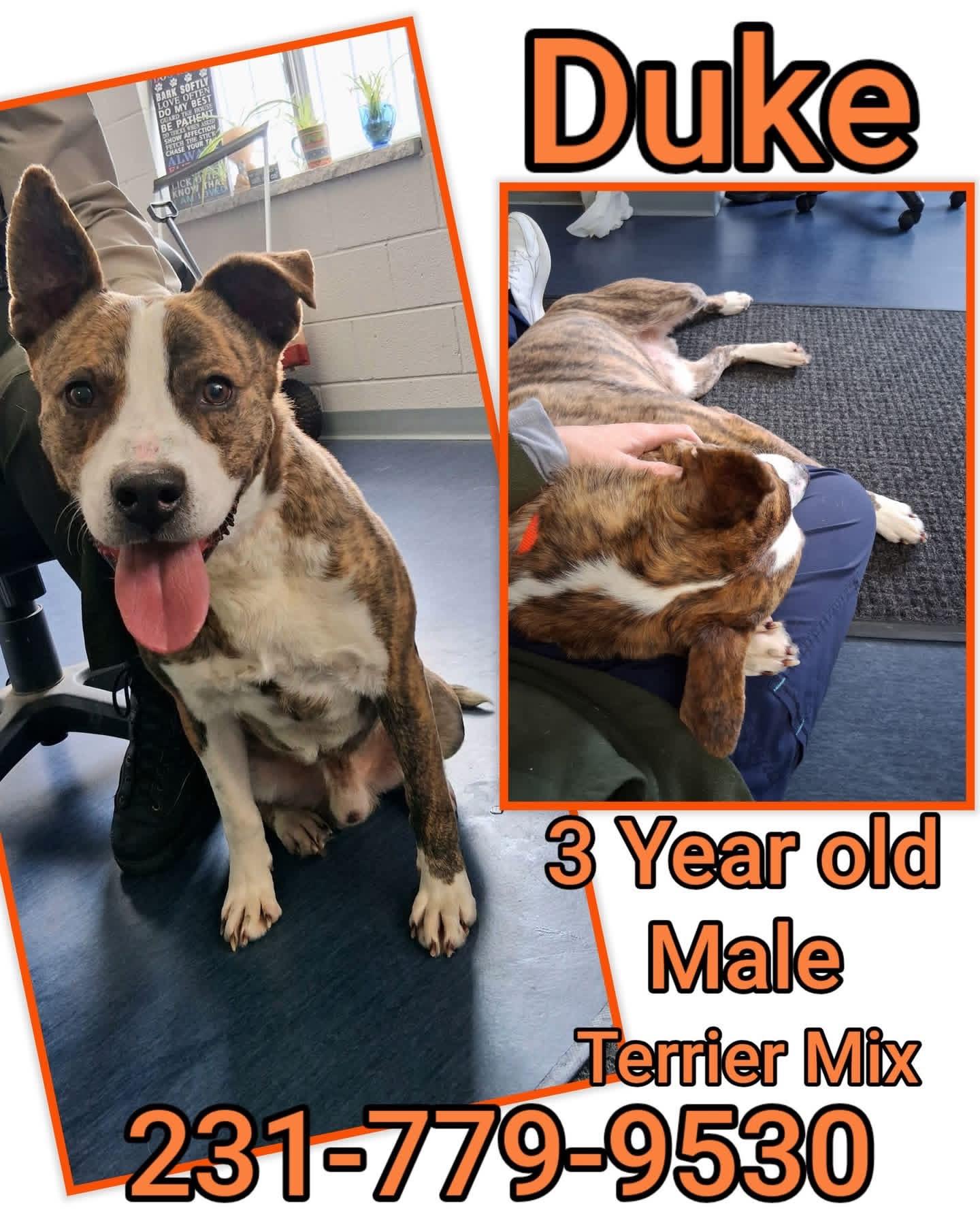 DUKE, ADOPTABLE, Adult Male Terrier.
