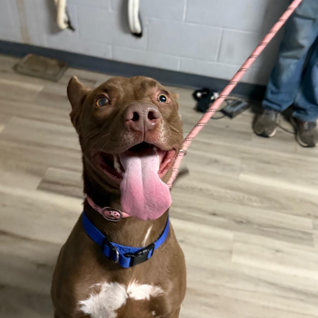 Kato Lee, Adoptable, Adult Male Terrier.