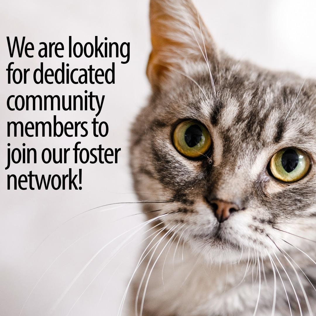 FOSTER VOLUNTEERS WANTED, Adoptable, Kitten Male Domestic Short Hair.