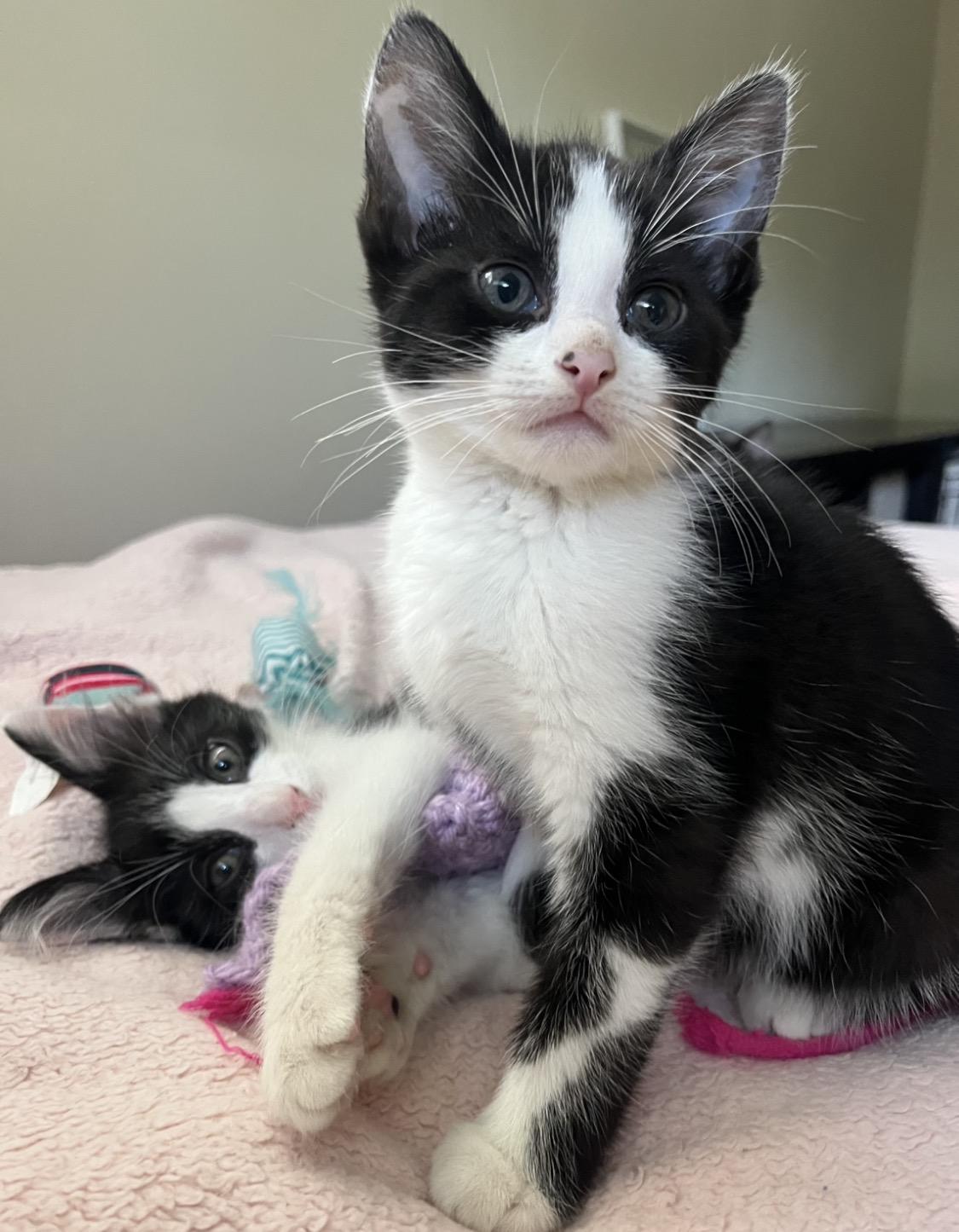 Enlarge Felix - Brother to Fedora, a Adopted Domestic Short Hair in Moline, IL image 1/6