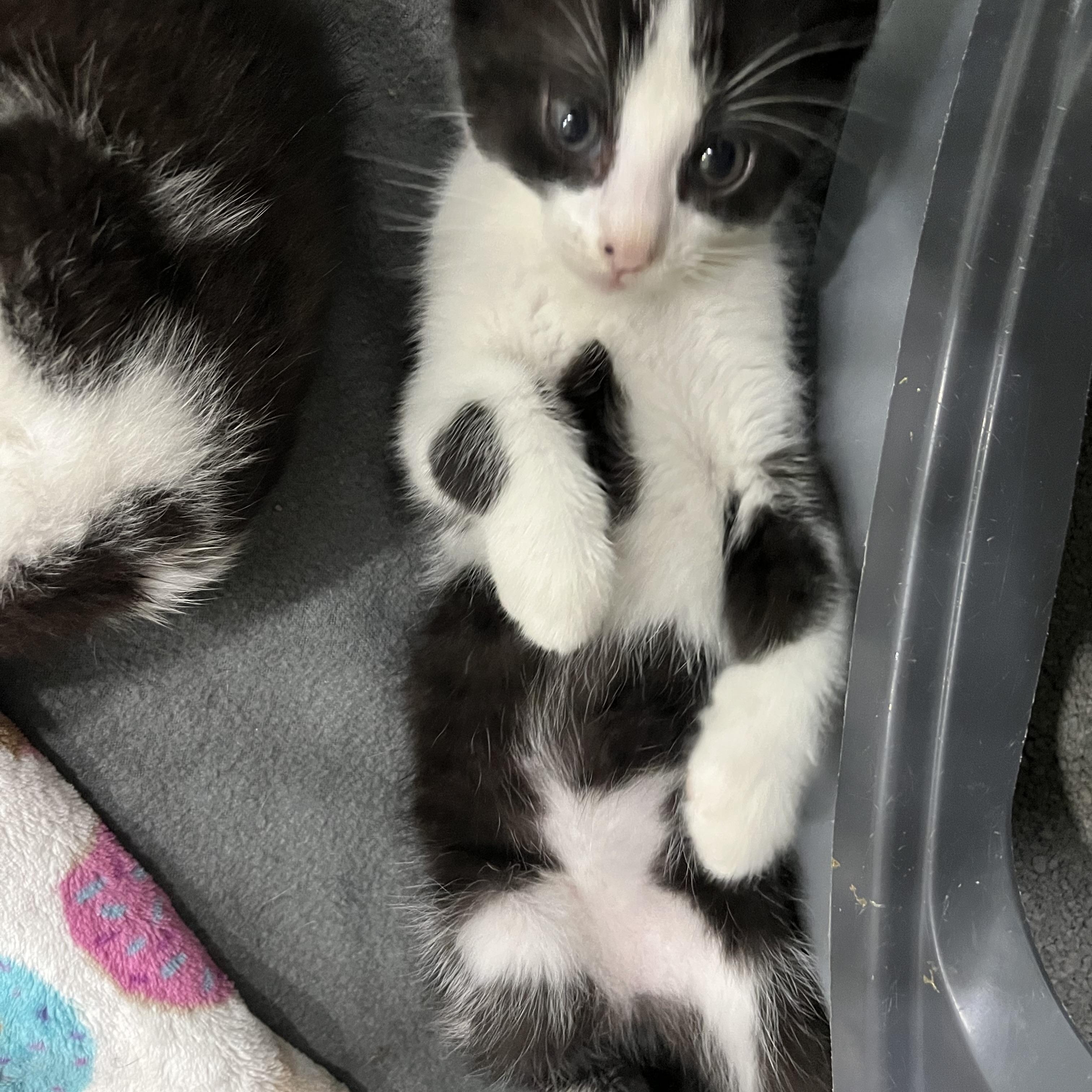 Enlarge Felix - Brother to Fedora, a Adopted Domestic Short Hair in Moline, IL image 3/6