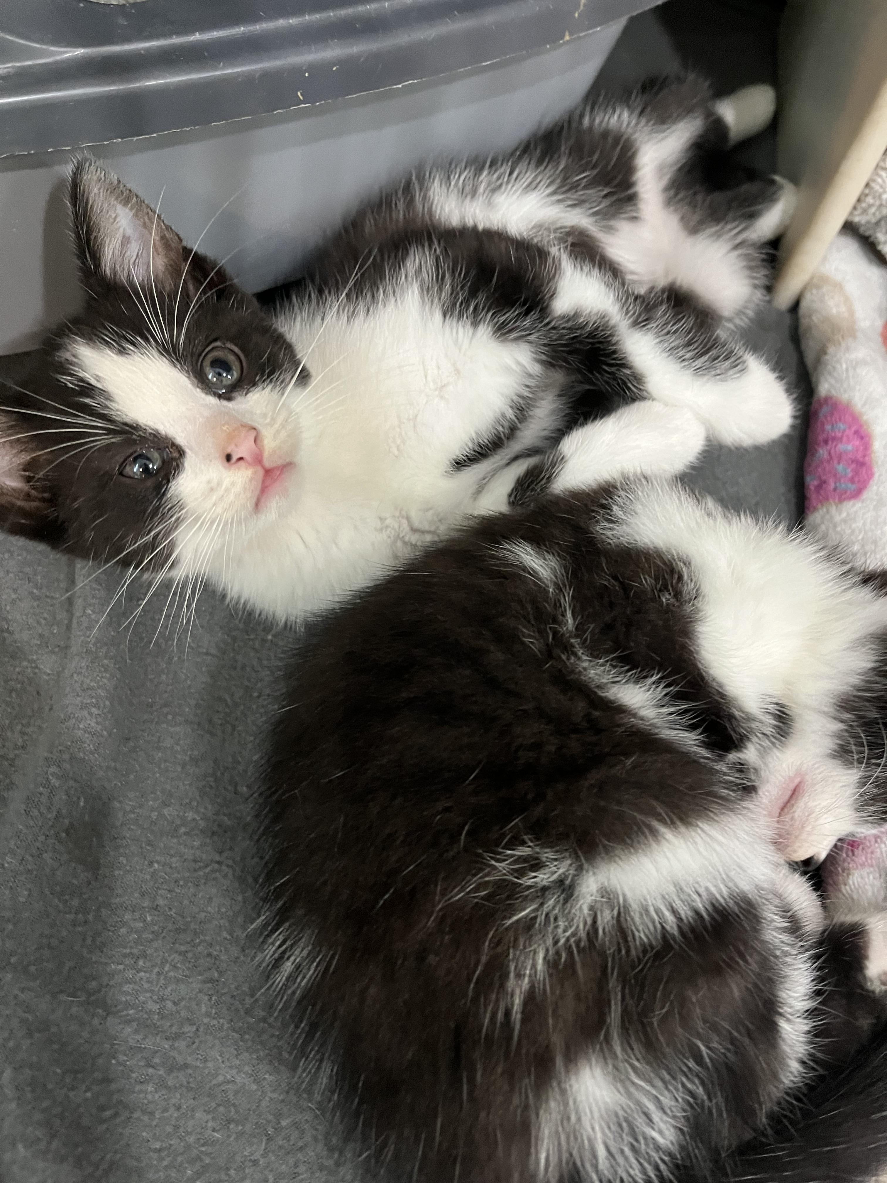 Enlarge Felix - Brother to Fedora, a Adopted Domestic Short Hair in Moline, IL image 5/6