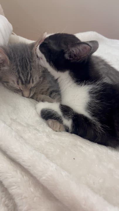 Enlarge Felix - Brother to Fedora, a Adopted Domestic Short Hair in Moline, IL video 4/6