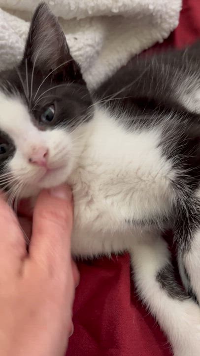 Enlarge Felix - Brother to Fedora, a Adopted Domestic Short Hair in Moline, IL video 2/6