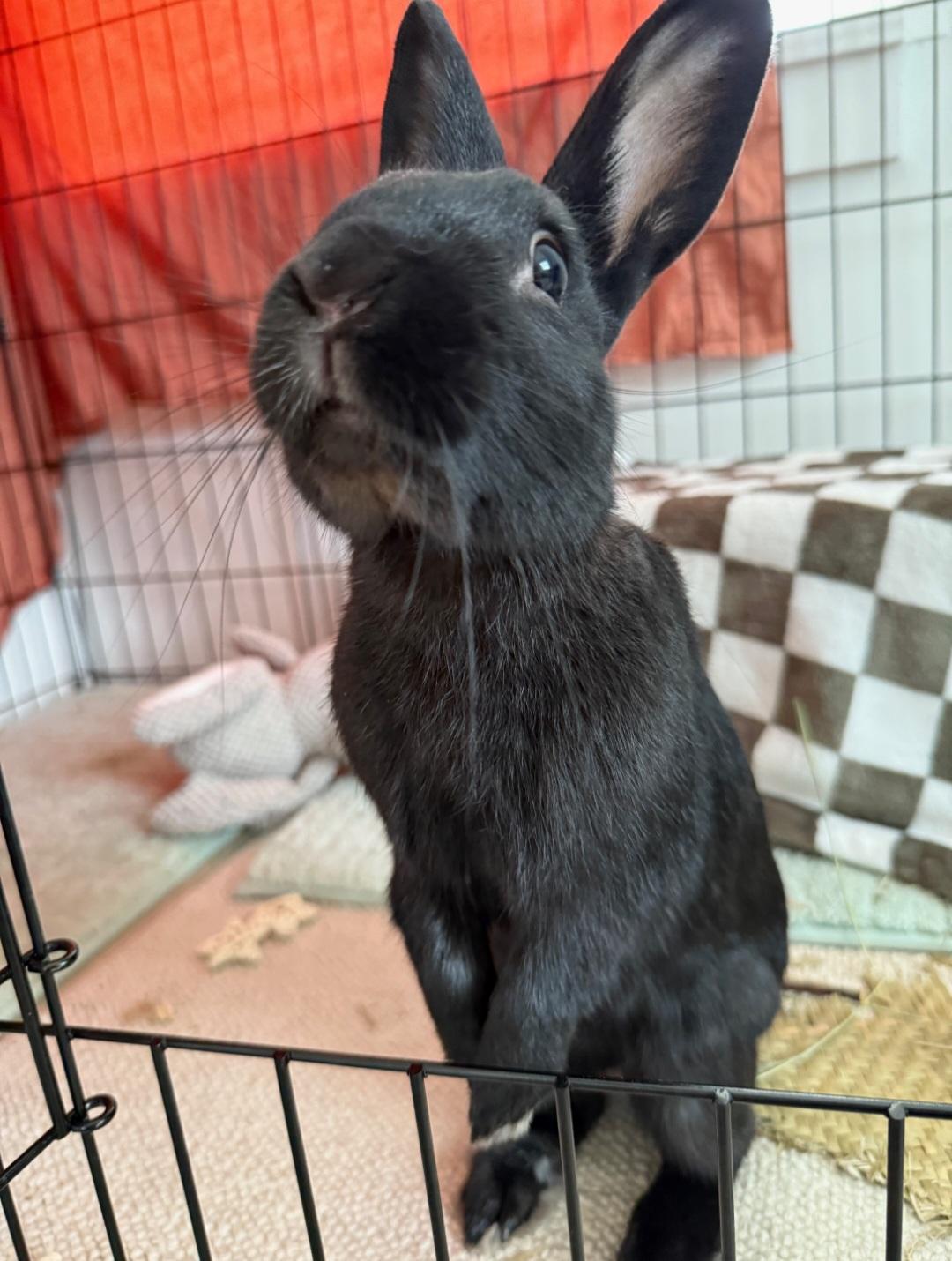 Mars , ADOPTABLE, Adult Male Polish.