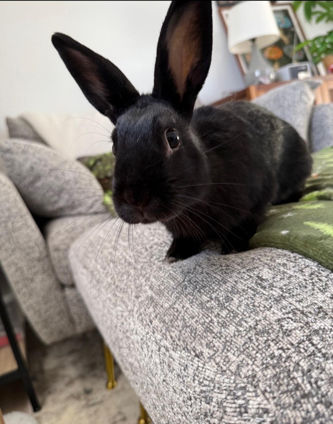 Mars , a ADOPTABLE mixed breed in Bangor, PA image 3/3