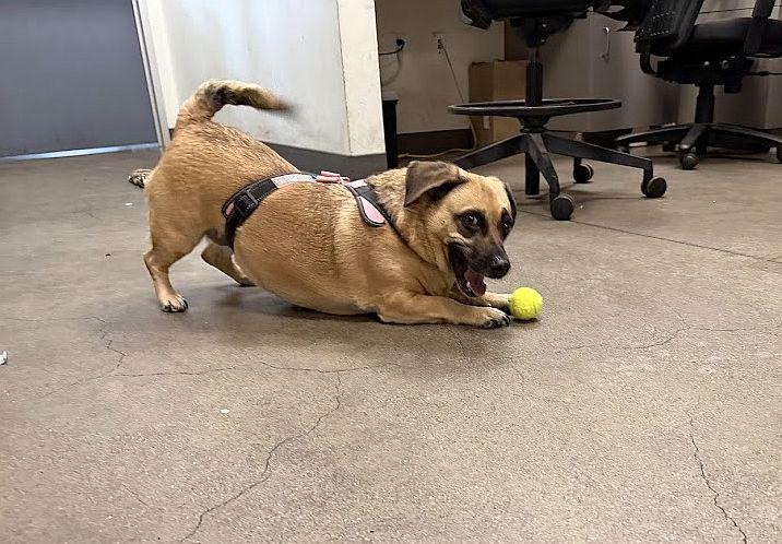 Sugar Cookie, an adoptable mixed breed in Berkeley, CA image 6/6
