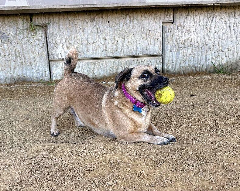 Sugar Cookie, an adoptable mixed breed in Berkeley, CA image 3/6