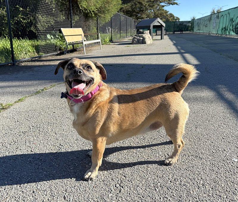 Sugar Cookie — thumbnail 2