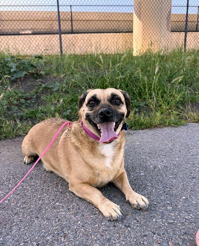 Sugar Cookie, an adoptable mixed breed in Berkeley, CA image 2/6