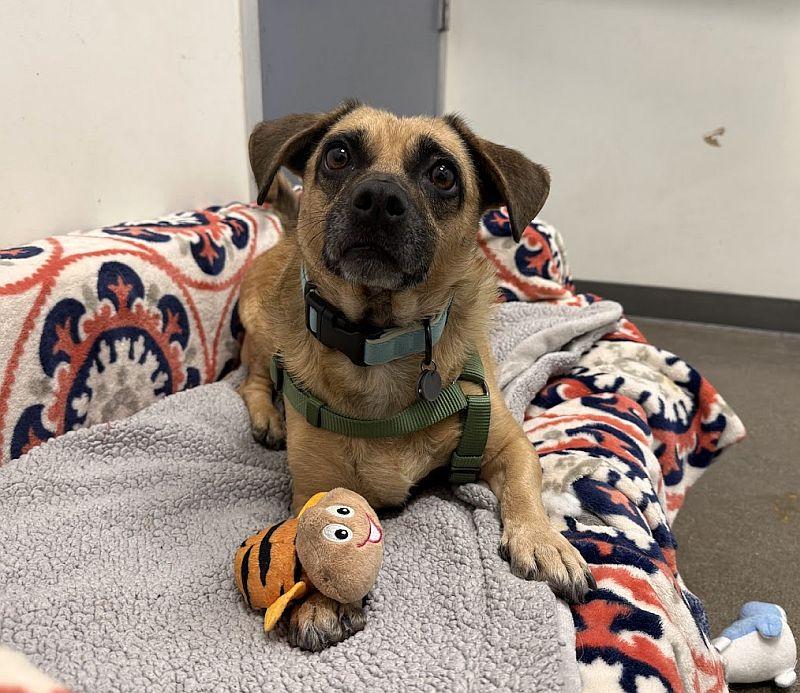 Sugar Cookie, an adoptable mixed breed in Berkeley, CA image 4/6