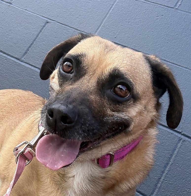 Sugar Cookie, an adoptable mixed breed in Berkeley, CA image 5/6